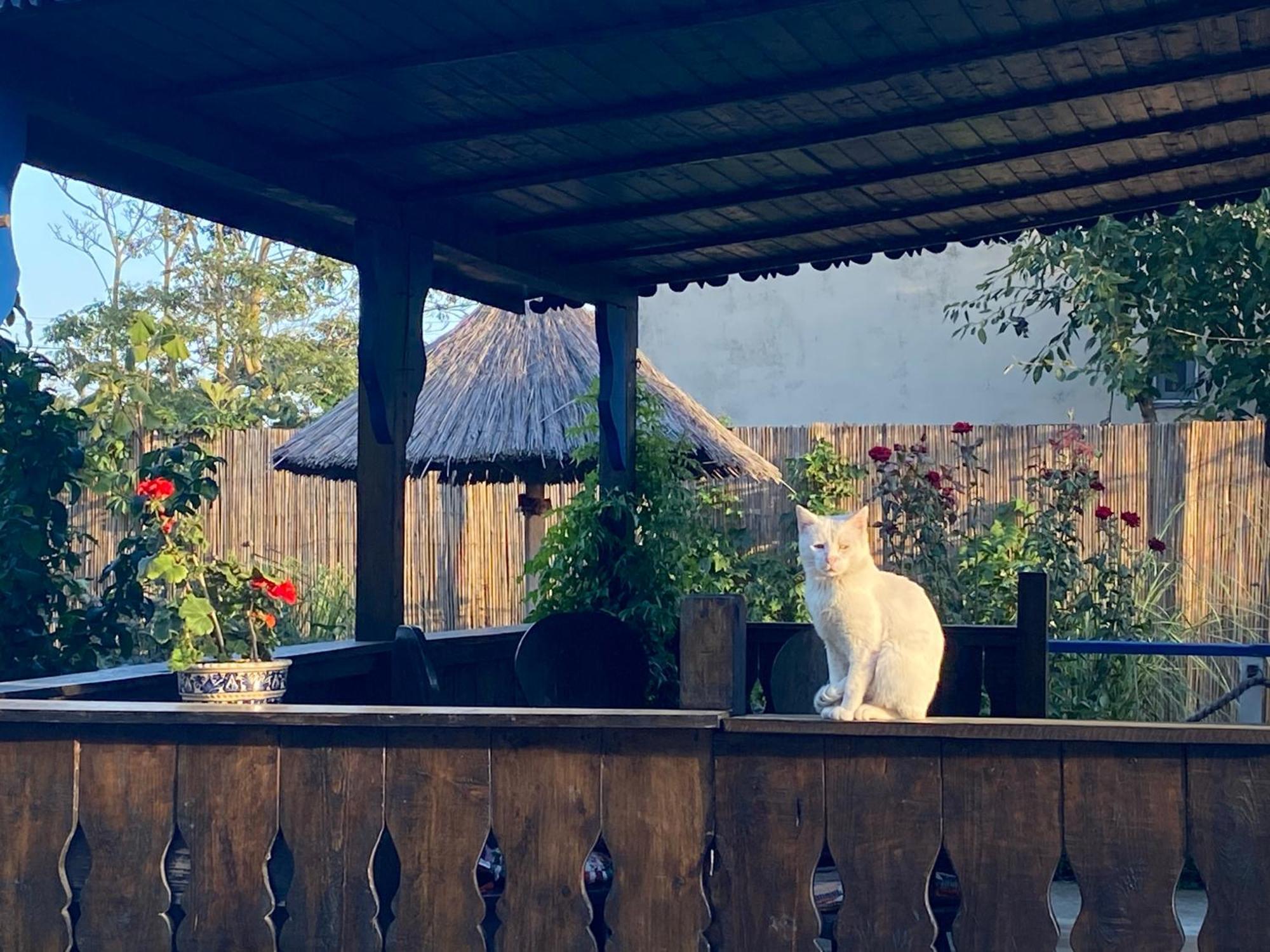Casa Soarelui Hotell Murighiol Exteriör bild